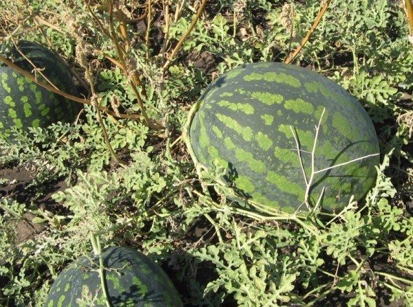  Watermelon Chill est appelé variété à maturation tardive, sa saison de croissance est d'environ trois mois.