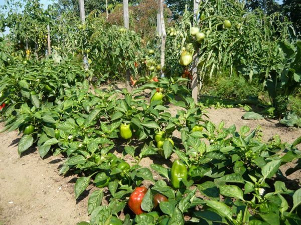  Anbau von Paprika im Freiland