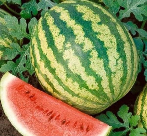  Vielzahl von Wassermelonen Crimson Sweet gibt frühe Ernten