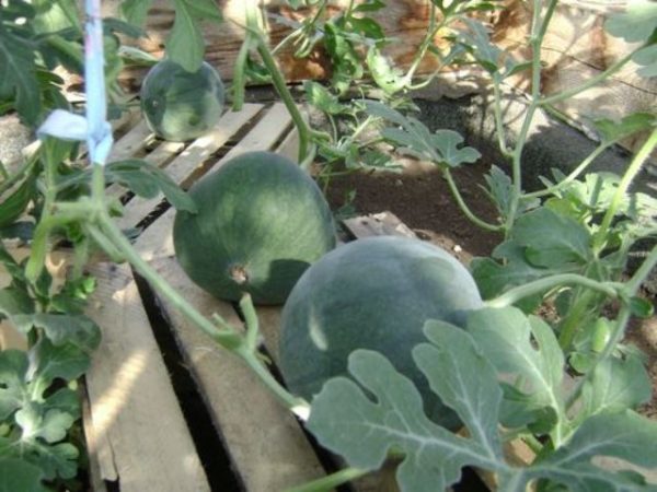  Wassermelonen in Gewächshäusern