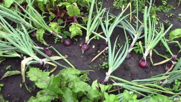  Rote Zwiebel Baron im Garten