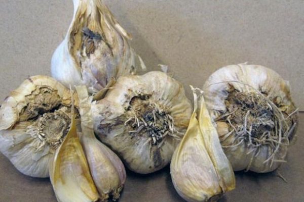  Knoblauch für Lagerung falsch vorbereitet verfault