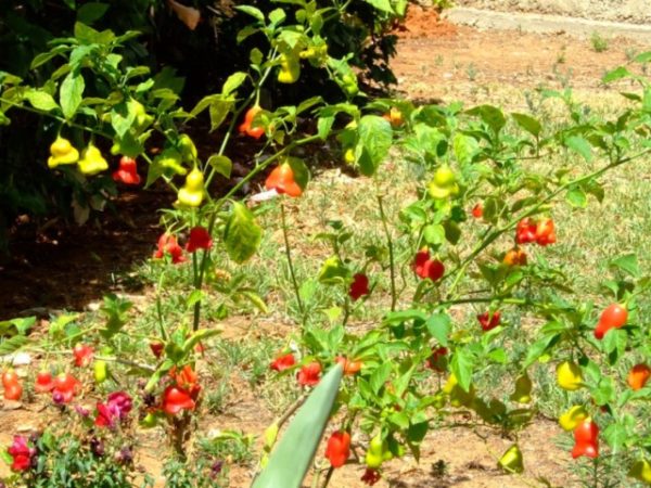  Poivrons dans le jardin