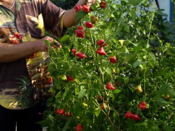  Kümmern Sie sich um Paprika