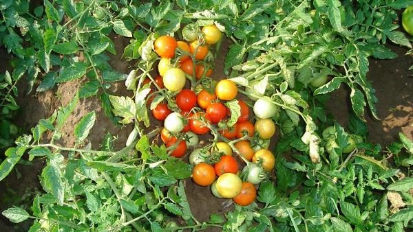  Tomatenbusch Moskvich mit Früchten im Garten