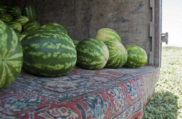  Watermelon Chill unterscheidet sich von anderen Sorten dadurch, dass es den Transport sehr gut verträgt.