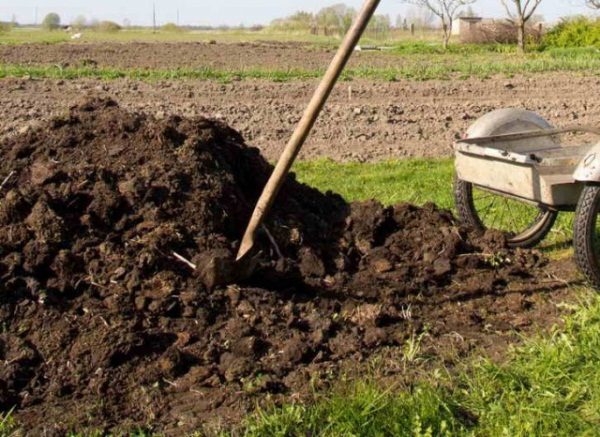  Avant de creuser des lits doivent être faites humus