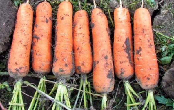  Le goût de la racine de cette variété est le goût de référence des carottes à chair douce et élastique