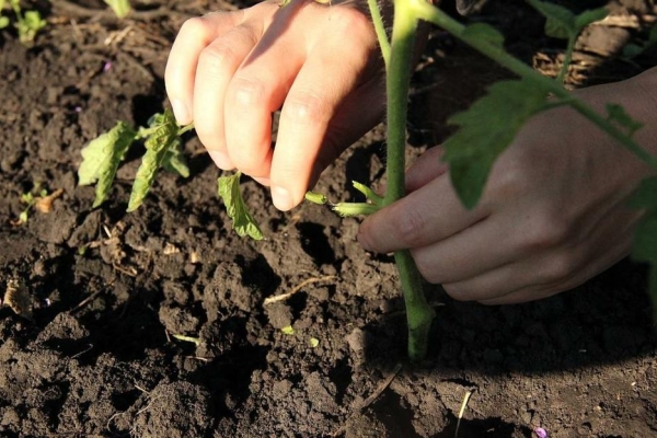  Tomaten müssen angebunden werden, während die Früchte reifen, die Blätter abhacken