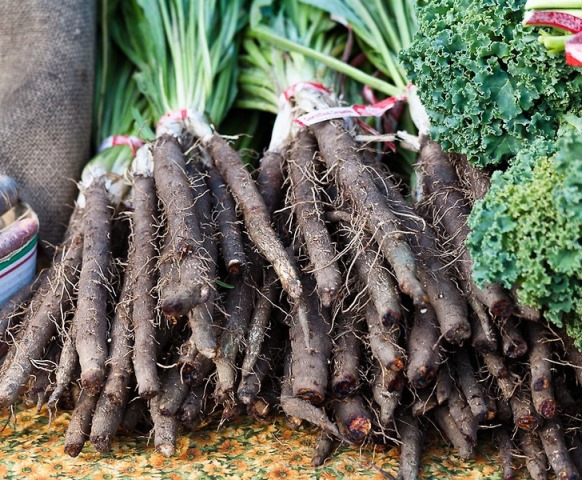  Schwarze Karotten ernten