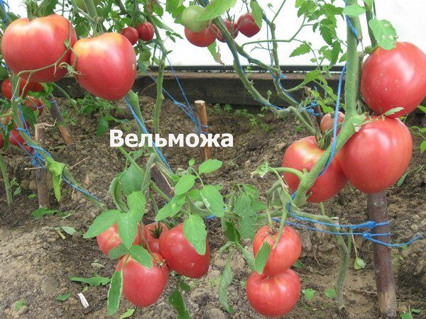  Tomaten Grandee gewachsen im Gewächshaus