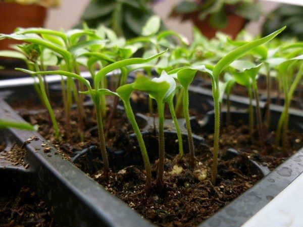  Pfeffersamen können häufig und in einer flachen Schüssel mit einem weiteren Tauchgang gepflanzt werden