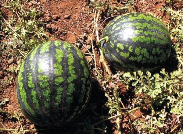  Melon d'eau froide