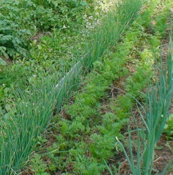  À la plantation trop épaisse, l'oignon de chernushka est éclairci