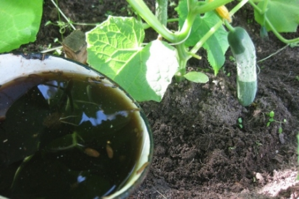  Während der Saison werden etwa 4 zusätzliche Gurken gefüttert, wobei Harnstoff, Superphosphat, Kaliumsulfat und Königskerze verwendet werden.