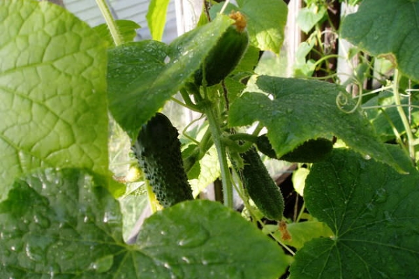  Pros variété: mi-saison et à haut rendement, n'a pas d'amertume dans le fruit