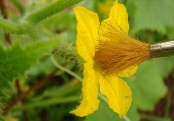  Il est nécessaire de planter une plante pour pouvoir auto-polliniser les arbustes