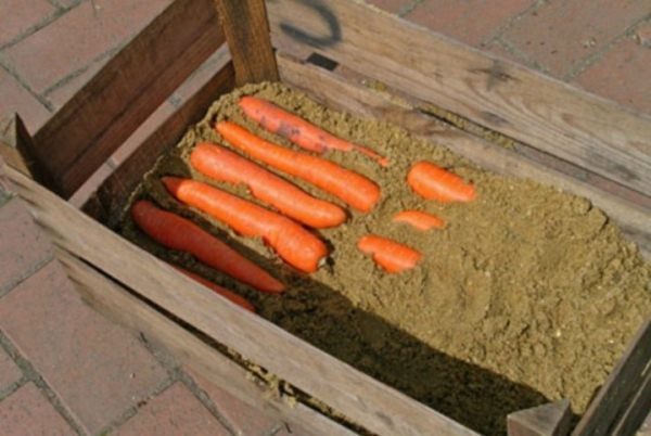  Nantes Karotten im Sand lagern