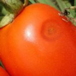  Tomaten Anthracnose