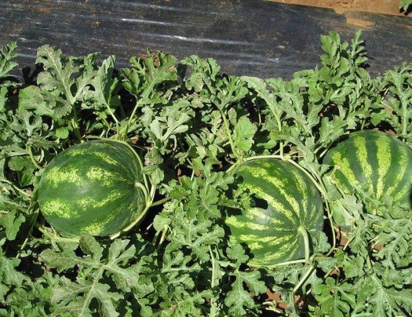  Wassermelone Crimson Sweet wächst überall, bevorzugt jedoch einen sonnigen und gut belüfteten Ort.