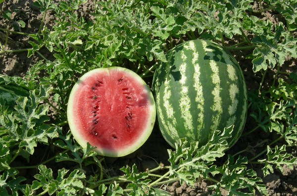  Wassermelone Crimson Sweet