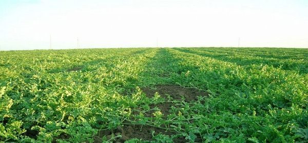  Sobald die Bildung des Fötus beginnt, wird die Fütterung gestoppt, da sich in den reifen Wassermelonen Nitrate und andere Chemikalien ansammeln können.