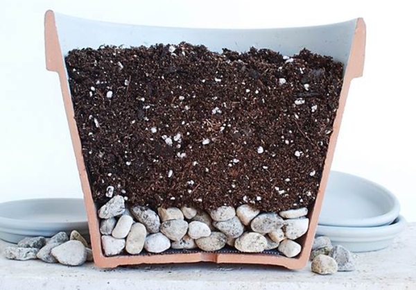  Vous devez planter des graines dans un pot avec une bonne couche de drainage, un terrain tout prêt pour les orchidées fera l'affaire.