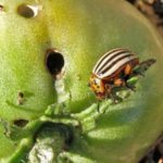  Kartoffelkäfer ist ein gefährlicher Schädling von Tomaten.