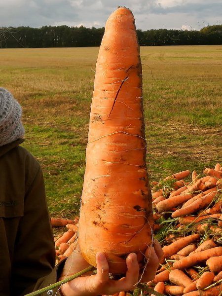  Variété de carotte taille russe