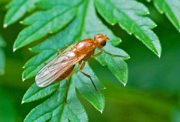  Mouche de carotte