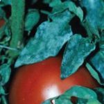  Rosée farineuse sur tomates