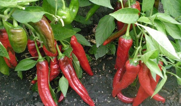 Piment Double Abondance