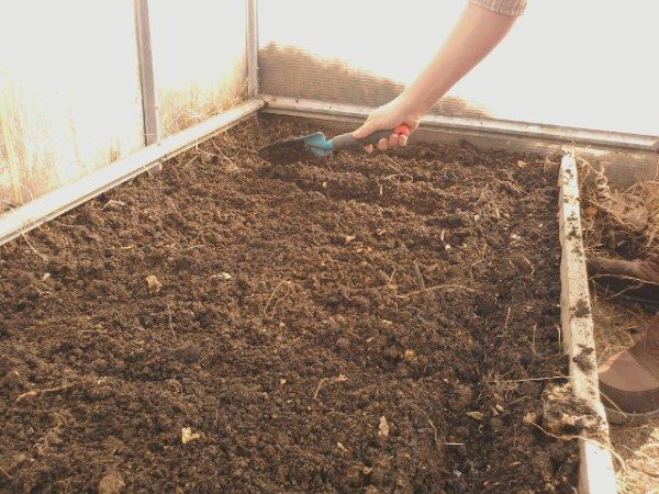  Vorbereitung des Bodens für das Pflanzen von Tomatensamen