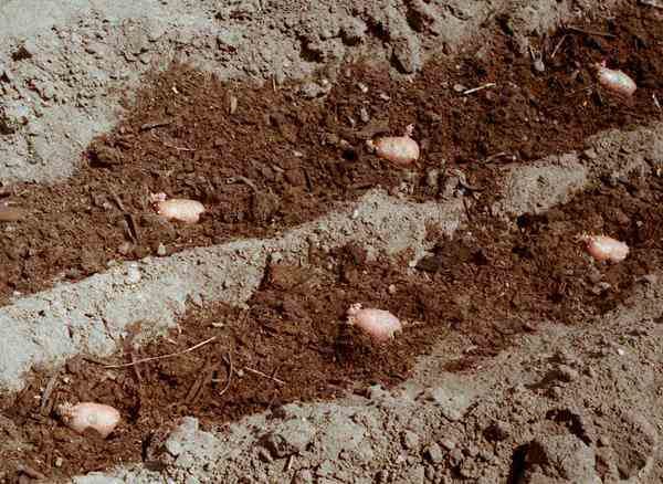  Pour obtenir un rendement élevé, plantez des pommes de terre avec de l'humus et des cendres