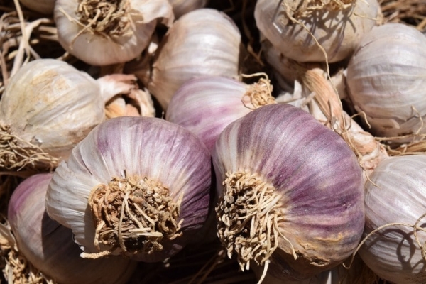  Die Vorteile und Schäden von Knoblauch für die menschliche Gesundheit, vorteilhafte Eigenschaften und Verwendung