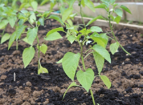  Plants de poivre plantés en pleine terre