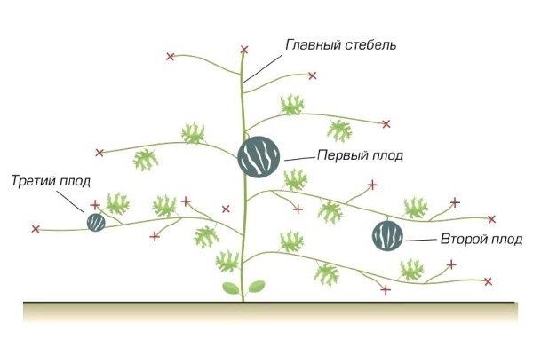  Wassermelonen-Kneipenschema