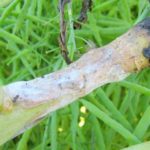  Sclerotinia ou pourriture blanche