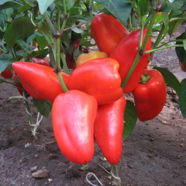  Paprika Bogatyr