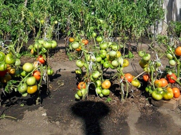  Andromeda-Tomaten eignen sich für den Anbau auf offenem Boden und im Gewächshaus