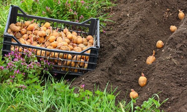  Pflanzdichte und Pflanzrate werden durch die Kartoffelsorte, die Eigenschaften der Samenknollen und das Wetter bestimmt