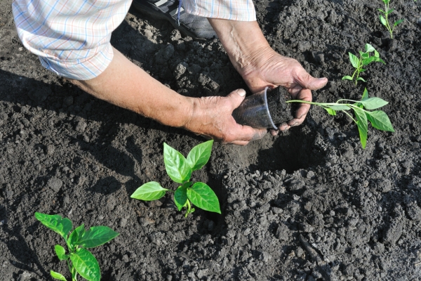  Paprika sollte Ende Mai in die Erde gepflanzt werden, sobald das Wetter warm ist.