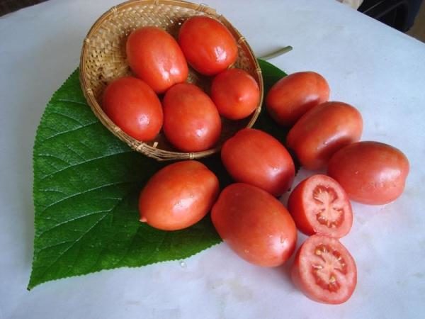  Shuttle - frühe reife Hochleistungs-Tomate