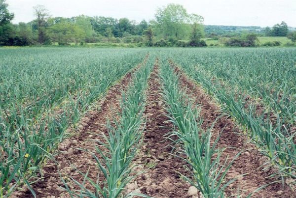  Le coût de la culture de l'ail est inférieur à celui des autres légumes.