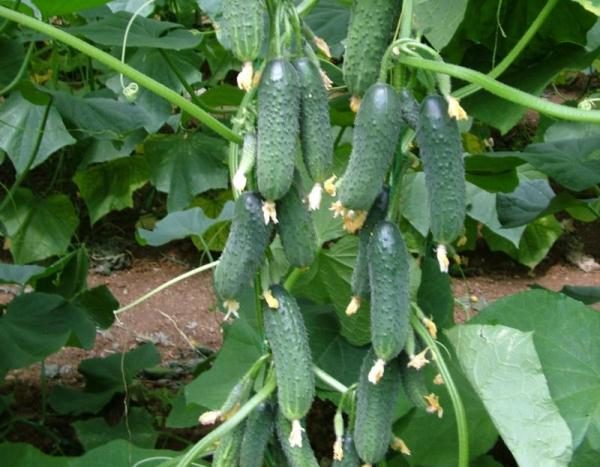  Gherkin variété de concombres Directeur