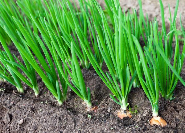  Oignons en croissance