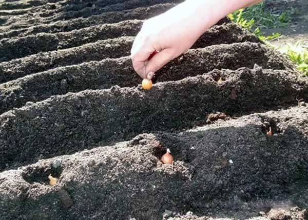  Méthode chinoise consiste à planter des oignons dans les crêtes