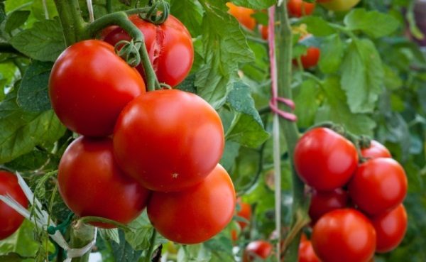  Früh reife Tomatensorte Andromeda