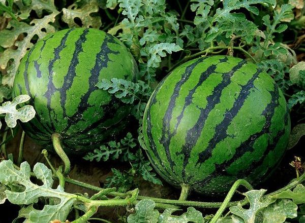  Wachsende Wassermelonen im Freiland