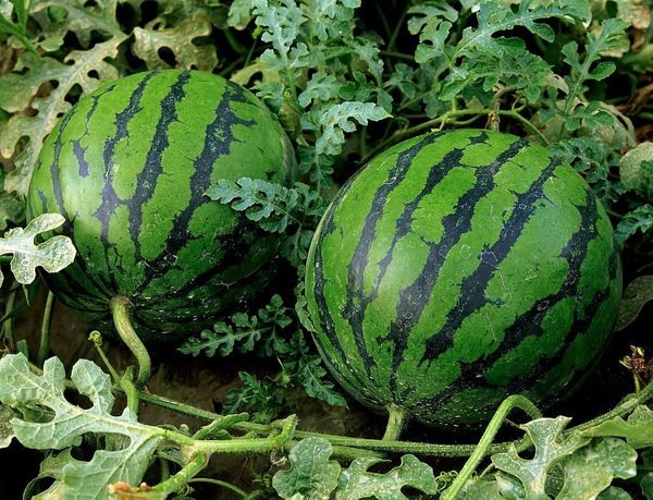  Wachsende Wassermelonen im Freiland